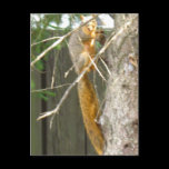 Lovely Long Tail postcards