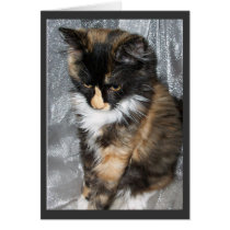 Lovely Lucy Bell, Cat Photo Card by RLMdesignes Lovely Lucy Bell, Cat Photo Card