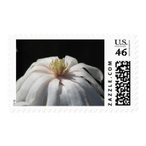 Lovely Magnolia Centennial  Bloom postage