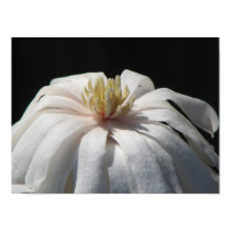 Lovely Magnolia Centennial Bloom posters