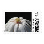 Lovely Magnolia Centennial  Bloom Stamps