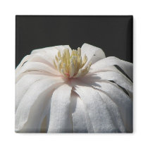 Lovely Magnolia Centennial magnets