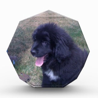 Lovely Newfie puppy (Newfoundland dog breed) Awards