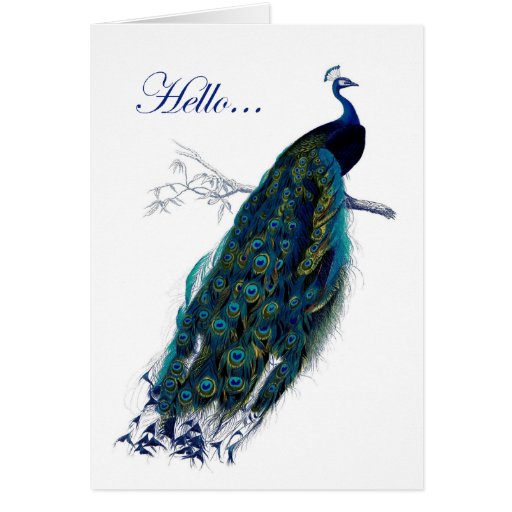 Lovely notecard featuring a gorgeous peacock