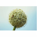 Lovely Onion, allium cepa Photo Cutout