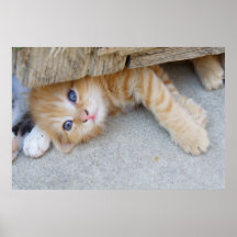 Lovely Orange Tabby Baby Print