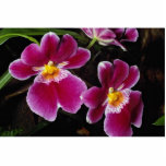 Lovely Orchid, mitonia-hybrid Photo Cut Outs