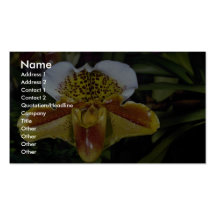 Lovely Orchid, paphiopedilum-hybrid (quiberon bay) Business Card