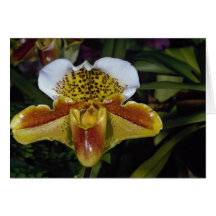 Lovely Orchid, paphiopedilum-hybrid (quiberon bay) Greeting Cards