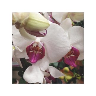Lovely Orchids Flowers