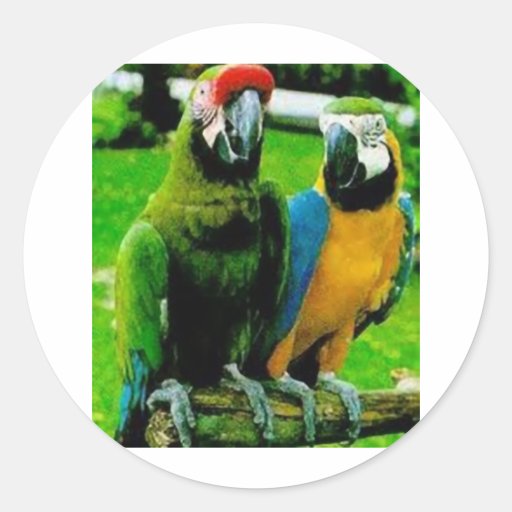 Lovely Parrot enlarge.jpg Round Sticker