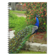 Lovely Peacock and Flowers Notebook