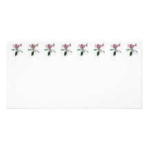 Lovely Pink Asiatic Lilies Photo Cards