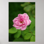 Lovely Pink Poster