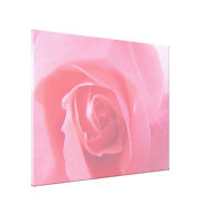 Lovely pink rose flower macro picture. gallery wrap canvas