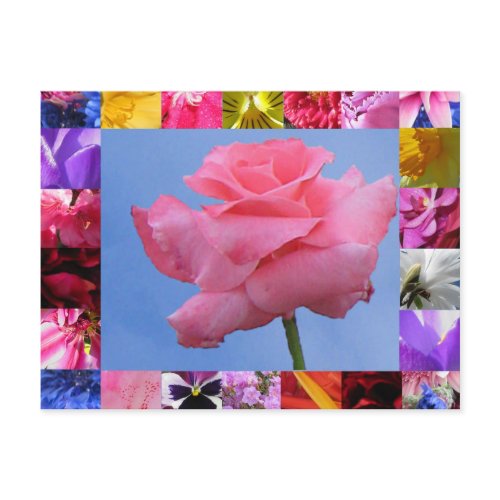 Lovely Pink Rose Postcard postcard