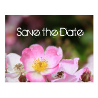 lovely pink wild rose flower wedding save the date post cards