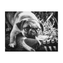Lovely Playfull Mops Post Cards