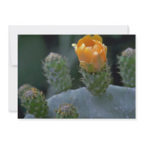 Lovely Prickly pear flower, Paphos, Cyprus Personalized Announcements