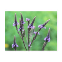 Lovely Purple Vervain Flower Photography Postcard