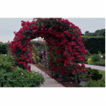 Lovely Red Rose Arches Photo Cutout