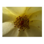 Lovely Rose postcard