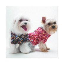 Lovely Than The Bear Dog  Stretched Canvas Print
