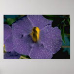 Lovely Thumbergia erecta, acanthaceae Print