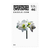 Lovely White Amaryllis Postage