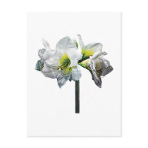Lovely White Amaryllis Post Card