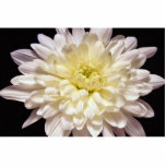 Lovely White chrysanthemum Photo Sculptures