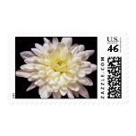 Lovely White chrysanthemum Postage Stamps