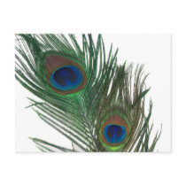 Lovely White Peacock Feather Postcards