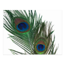 Lovely White Peacock Feather Postcards