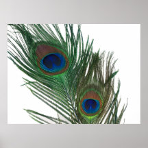 Lovely White Peacock Feather Still Life Poster