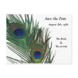 Lovely White Peacock Save the Date Post Card