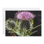 LovelySpear thistle, cirsium vulgare Invite