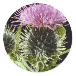 LovelySpear thistle, cirsium vulgare Round Sticker