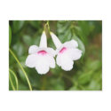 Lovers Flowers Postcard by pattirm1 Lovers Flowers Postcard
