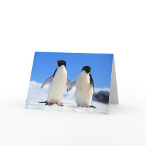 lovers penguins cards