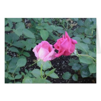 Lovers Roses