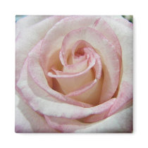 Love's First Blush Rose magnets