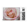 Love's First Blush Rose