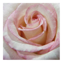 Love's First Blush Rose posters
