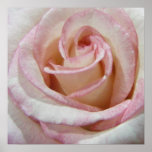Love's First Blush Rose Poster