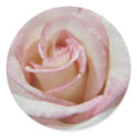 Love's First Blush Rose stickers