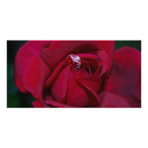 Loving the red rose and meaning custom photo card