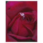 Loving the red rose and meaning flyer