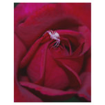 Loving the red rose and meaning letterhead template