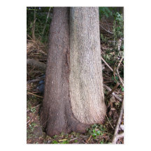 Loving Trees ~ ATC Business Card Templates